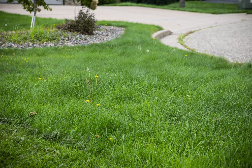 How to Keep Your Neighbor’s Weeds Out of Your Yard