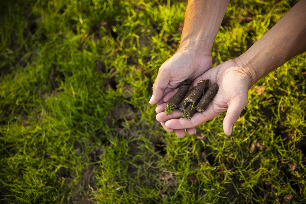 lawn care technician holding aeration cores in a lawn