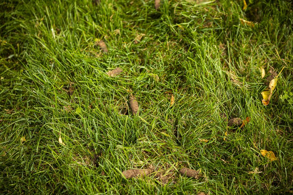 lawn aeration cores in lawn