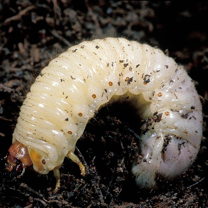 Grub