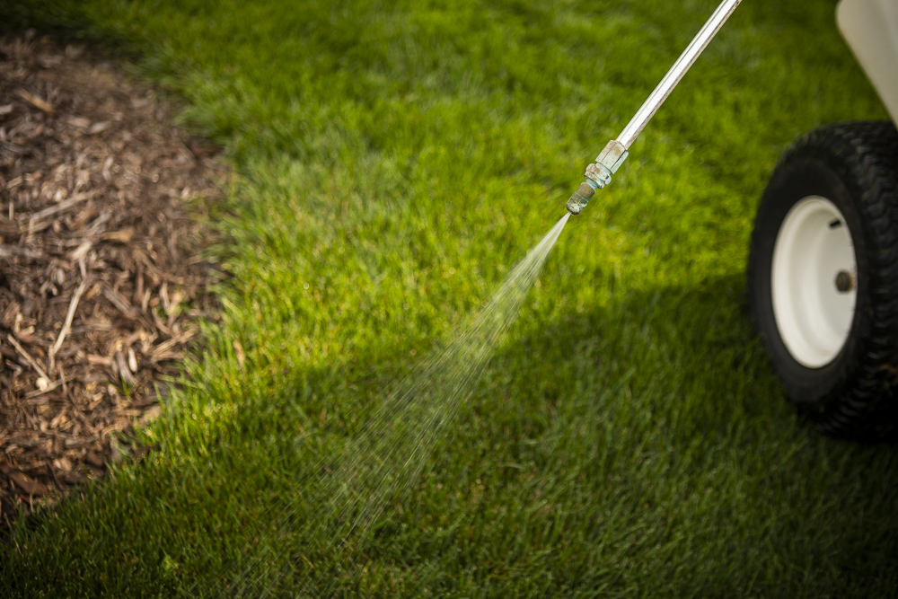 lawn team spot treating weeds