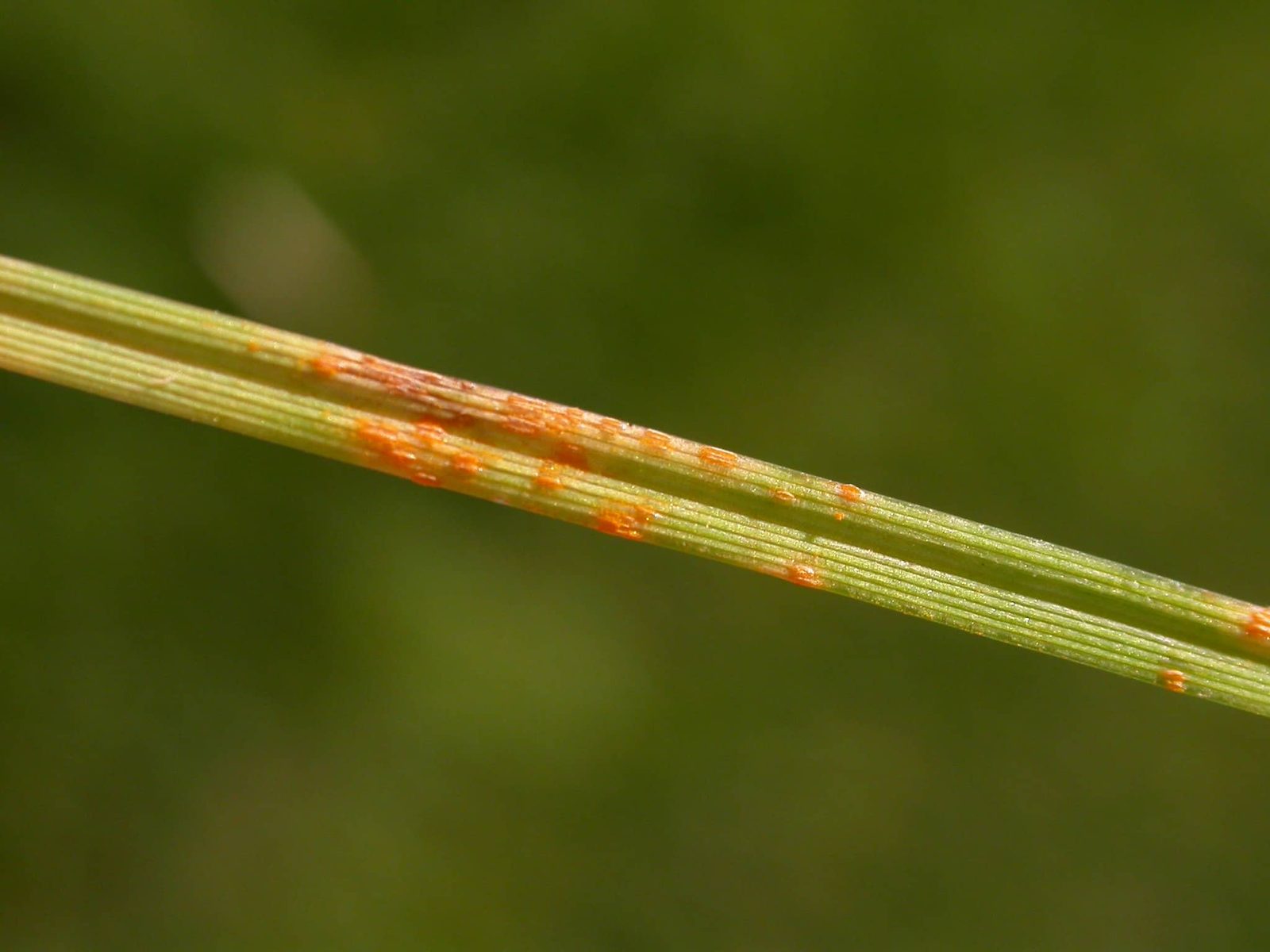 Lawn Rust puccinia fungus disease CC
