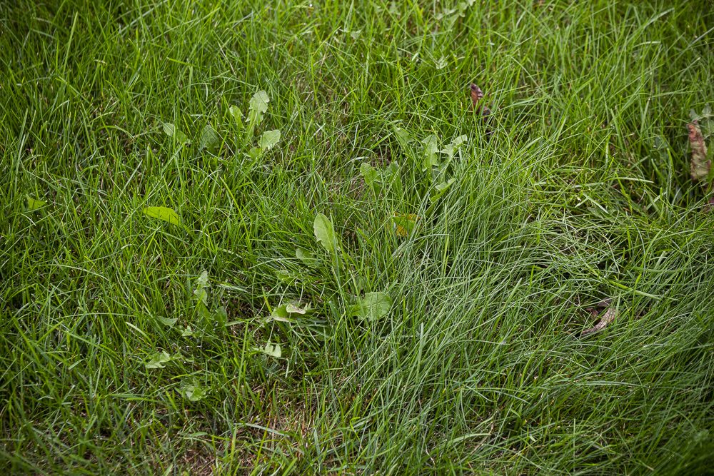 9 Reasons You Can't Kill Lawn Weeds: Pro Lawn Care Tips for Eau Claire, WI & the Twin Cities, MN