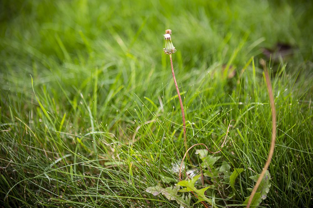 weeds growing in tall lawn