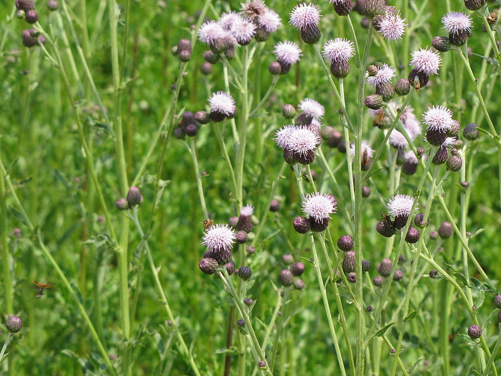 The 6 Worst Lawn Weeds in Minnesota & Control Tips for Minneapolis Area Homeowners
