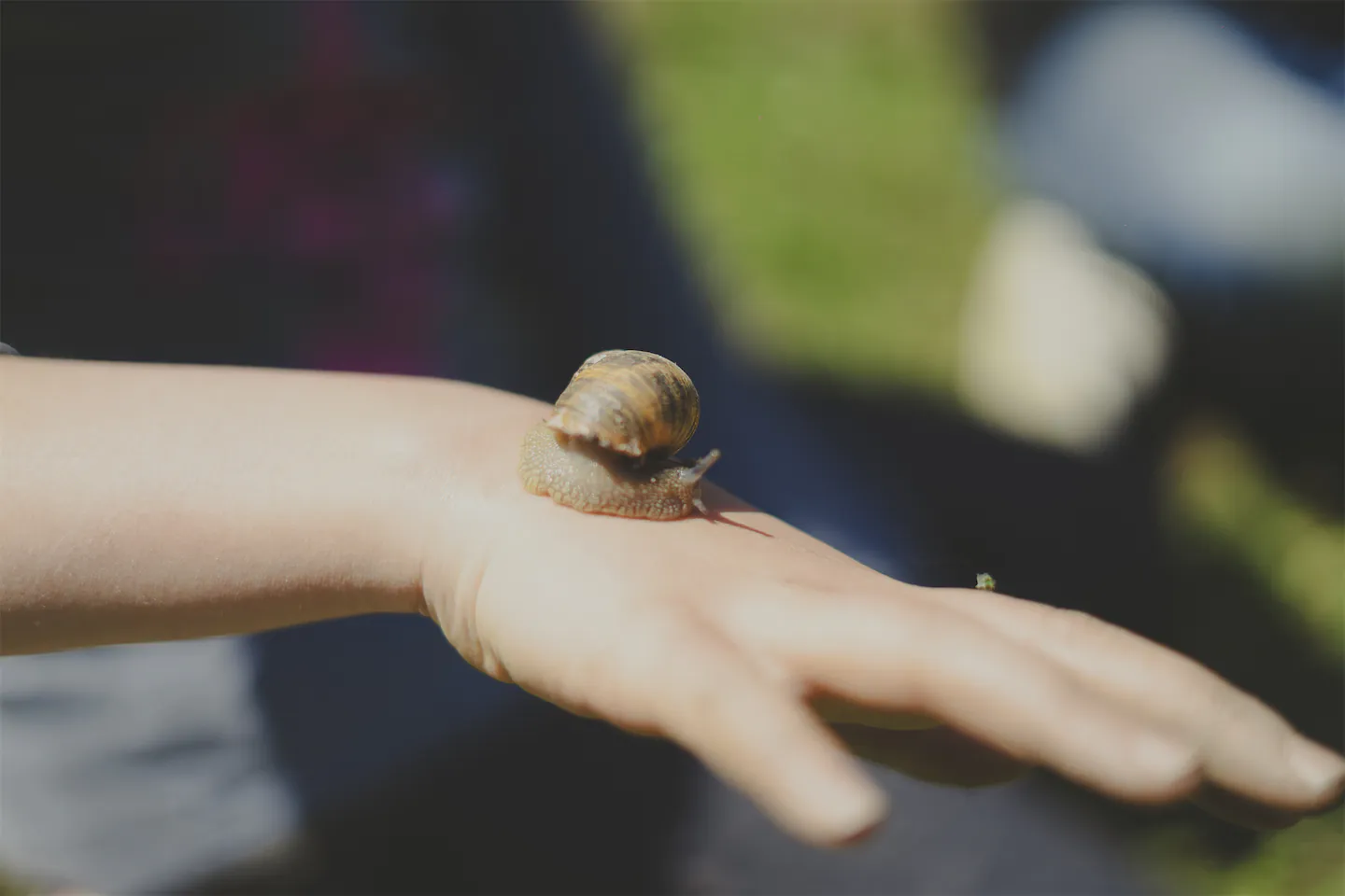 Un escargot posé sur main.