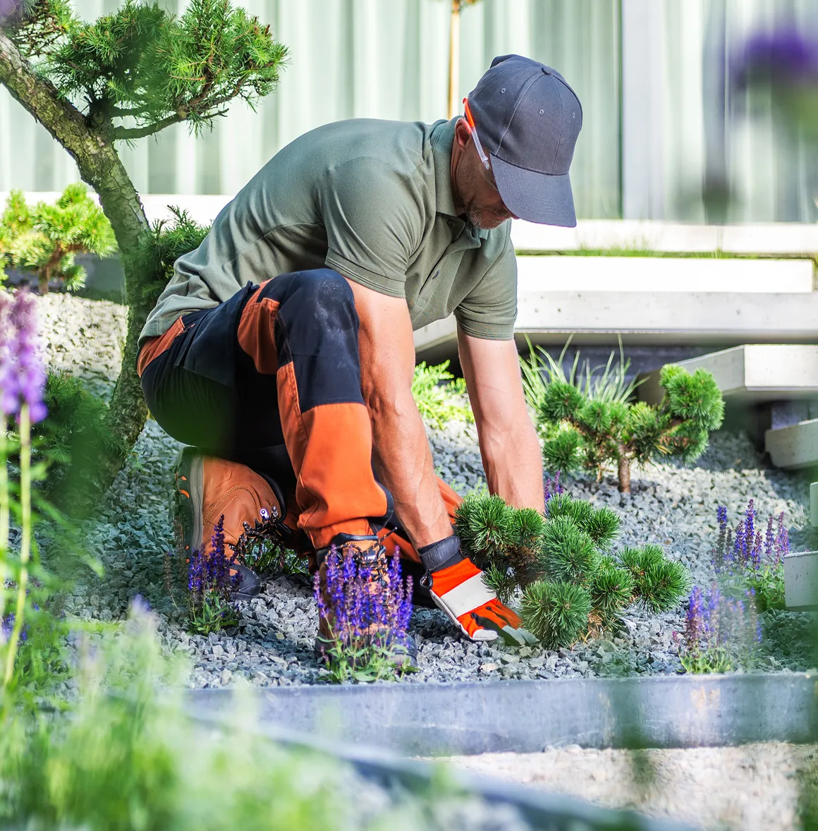 Gärtner im grünen Polohemd und orange-schwarzer Arbeitshose pflanzt einen kleinen Nadelbaum in einen Kiesgarten.