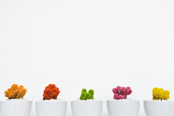 Cactus Gems 🌵 Colourful cacti in a row against a white background.