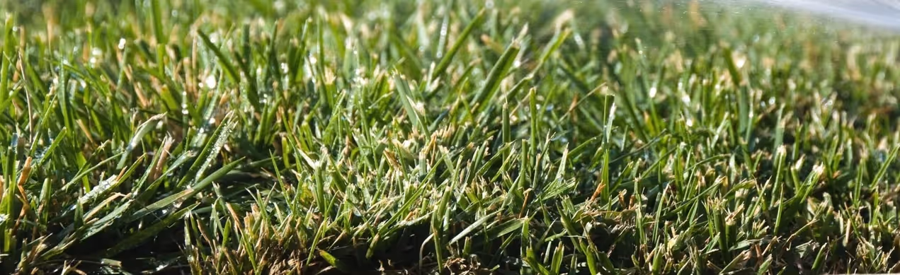 healthy grass from lawn