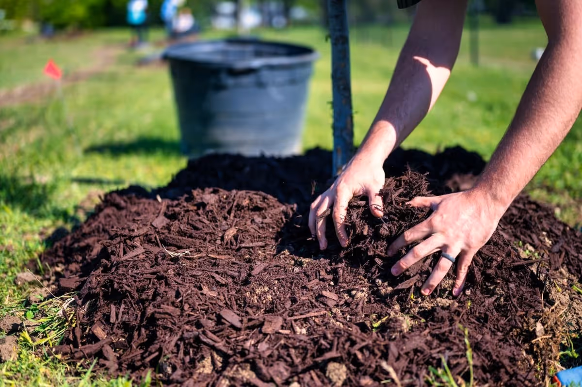putting new mulch around tree