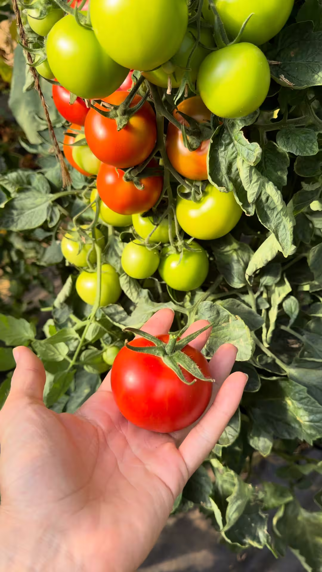 Légumes de saison