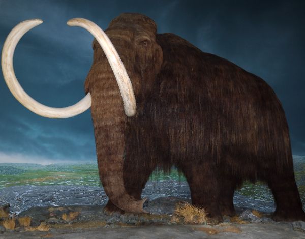 Woolly mammoth image