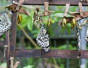 Butterfly Conservatory