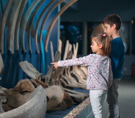 Blue whale skeleton