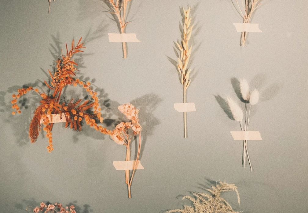 A decorative image of dried botanical specimens taped to a wall, representing the brand's aesthetic and attention to detail.