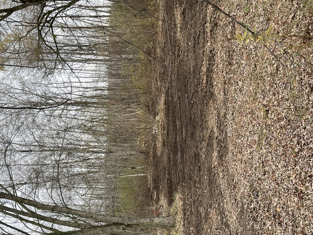 Cleared patch of soil in a leaf-covered forest with bare trees in late autumn. Ek Disposal Services Trash-'n-Dash Junk Hauling services