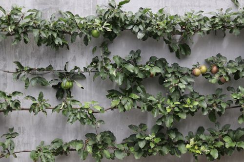 Apple espalier along wall in Portsea