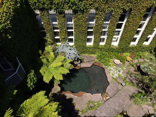 East Melbourne church oasis. Creeping fig trimming