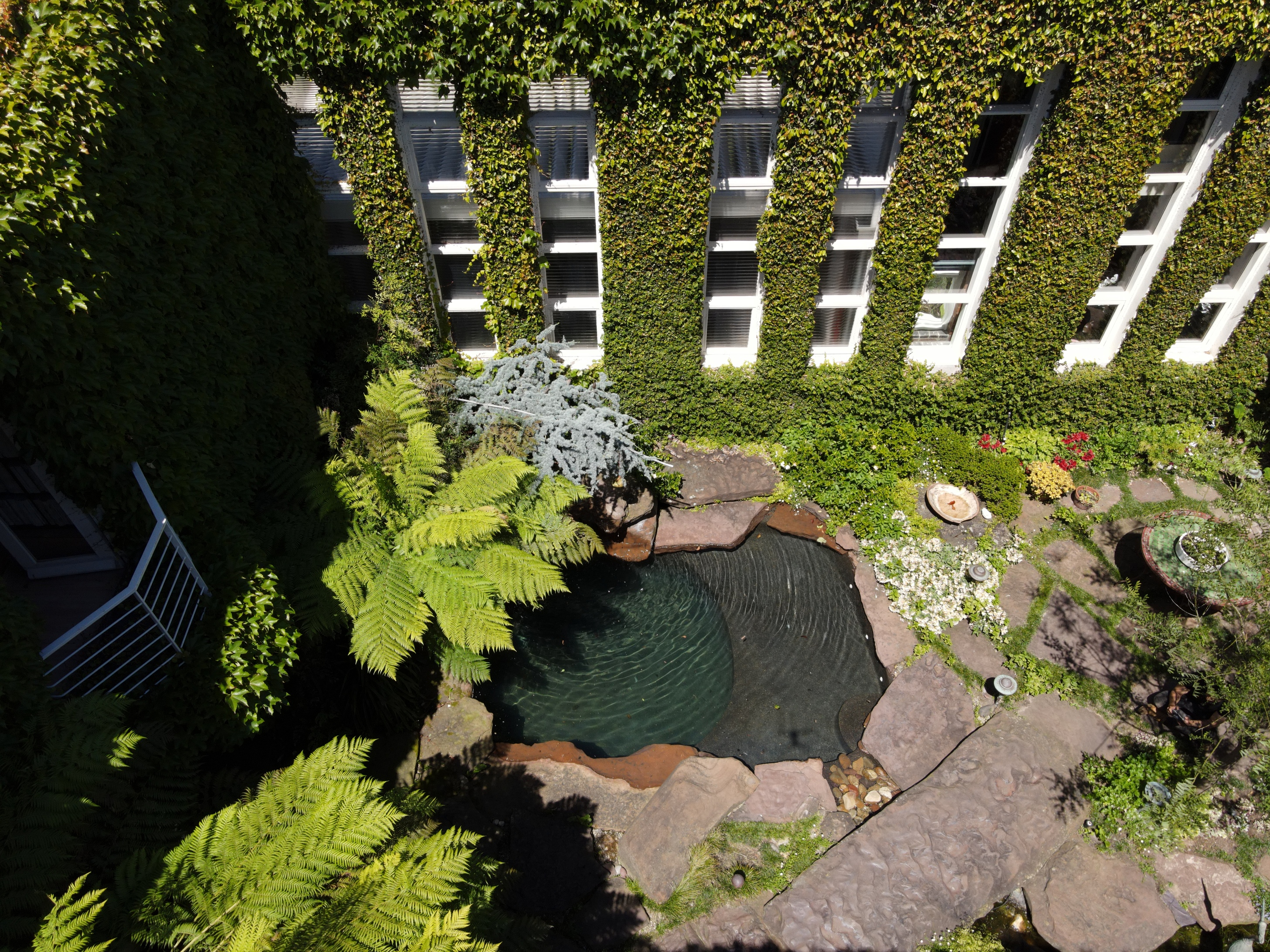 East Melbourne church oasis. Creeping fig trimming