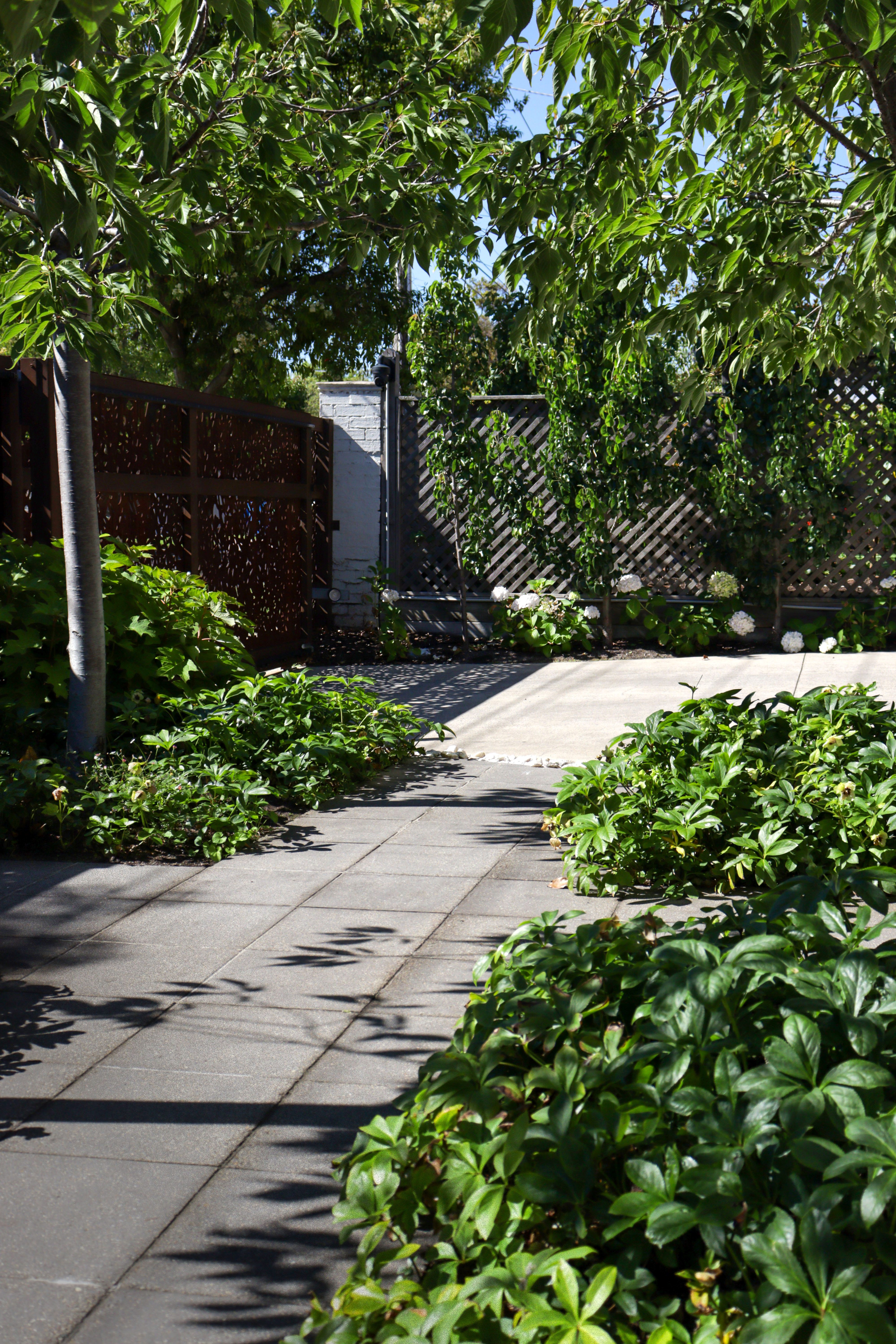 Jasmine ground cover in Bayside garden 