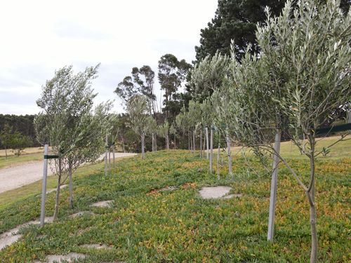 Walkway of trees blowing in the win on the Mornington Peninsula