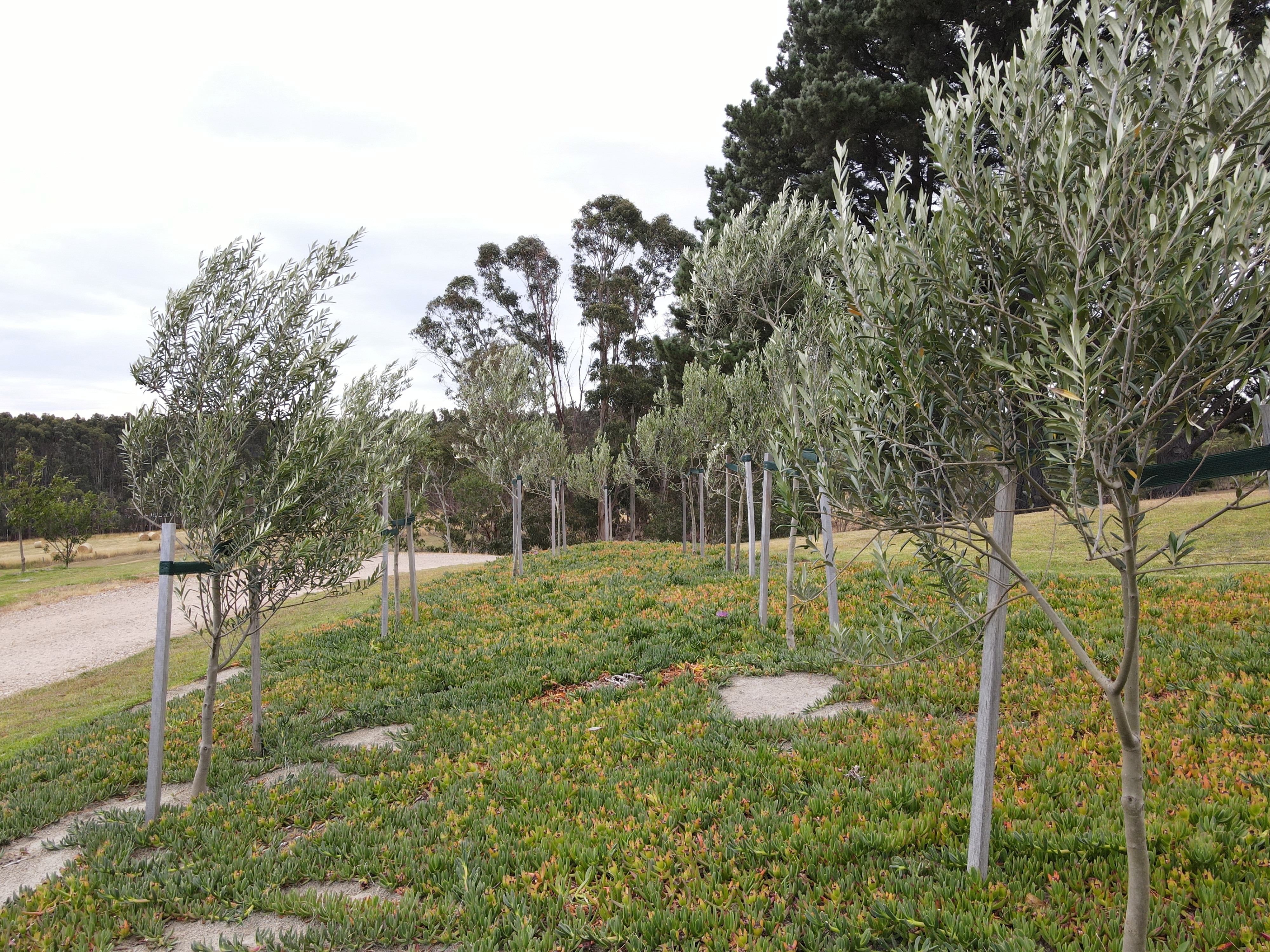 Young olive trees supported by wooden stakes planted in a grassy area with ground cover plants and a dirt path beside them.