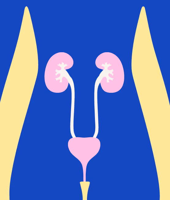 Illustration représentant la santé rénale