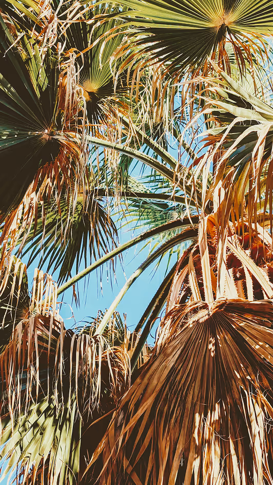 View of green and brown palm leaves against a clear blue sky.