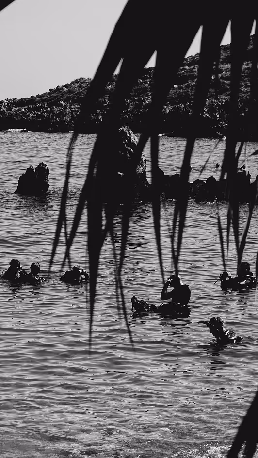 Black and white photo of several divers in water near rocky shore framed by palm leaves.