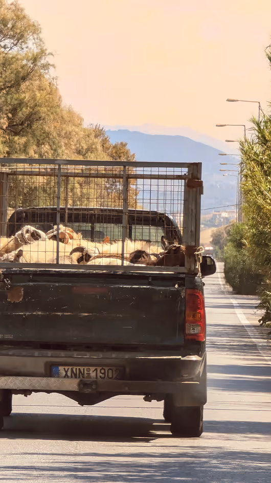 Back view of a pickup truck carrying goats on a sunlit rural road with trees and mountains in the distance.