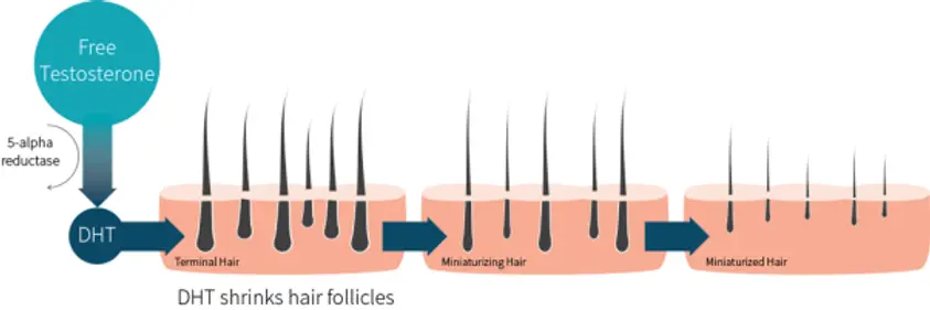 proces van testosterone naar DHT