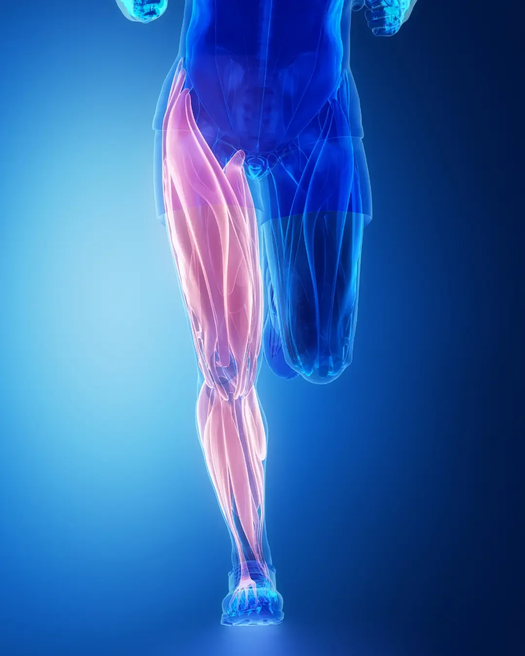 X-ray style image showing leg muscles highlighted in pink on a running human figure.