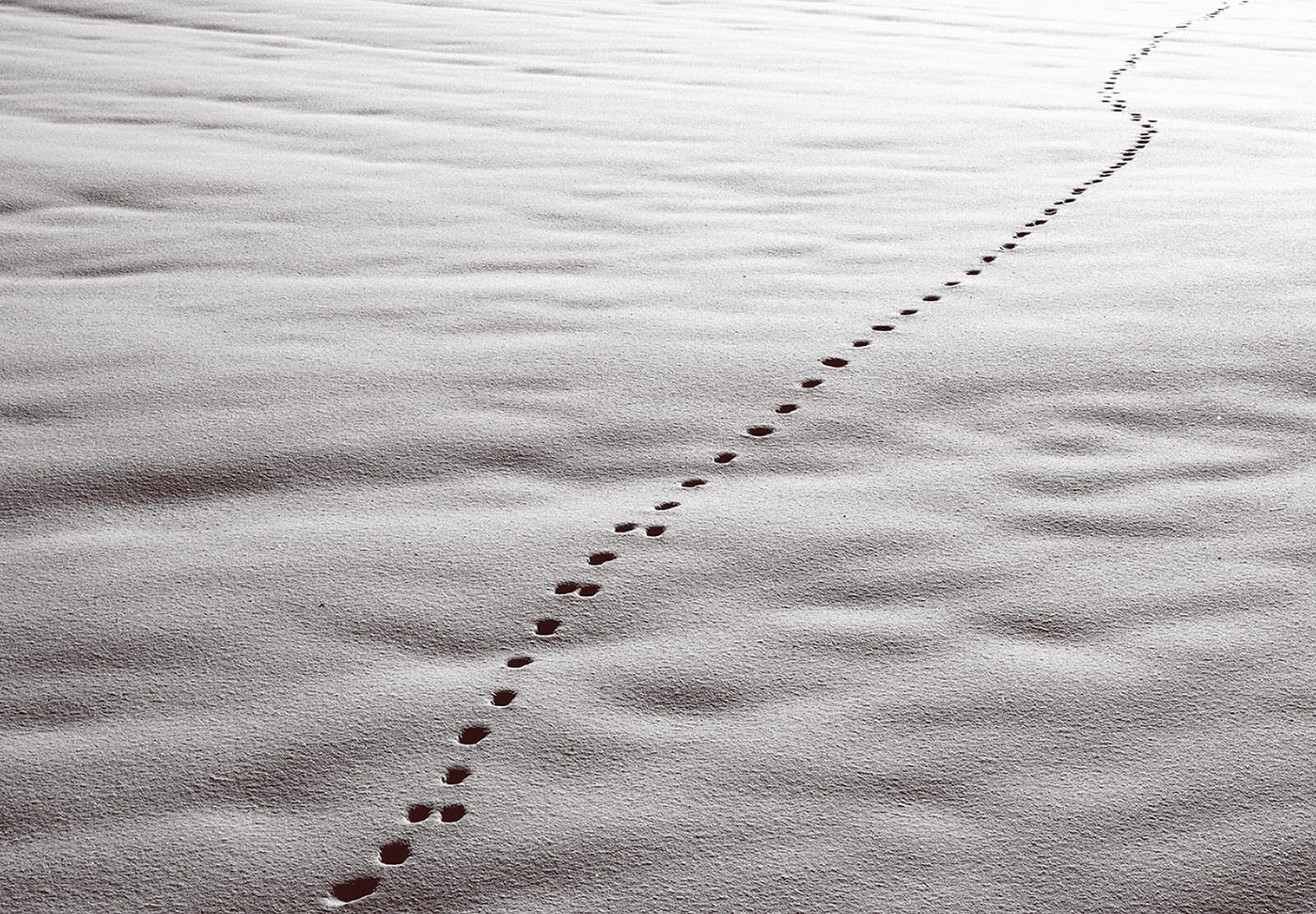 Animal footsteps in snow
