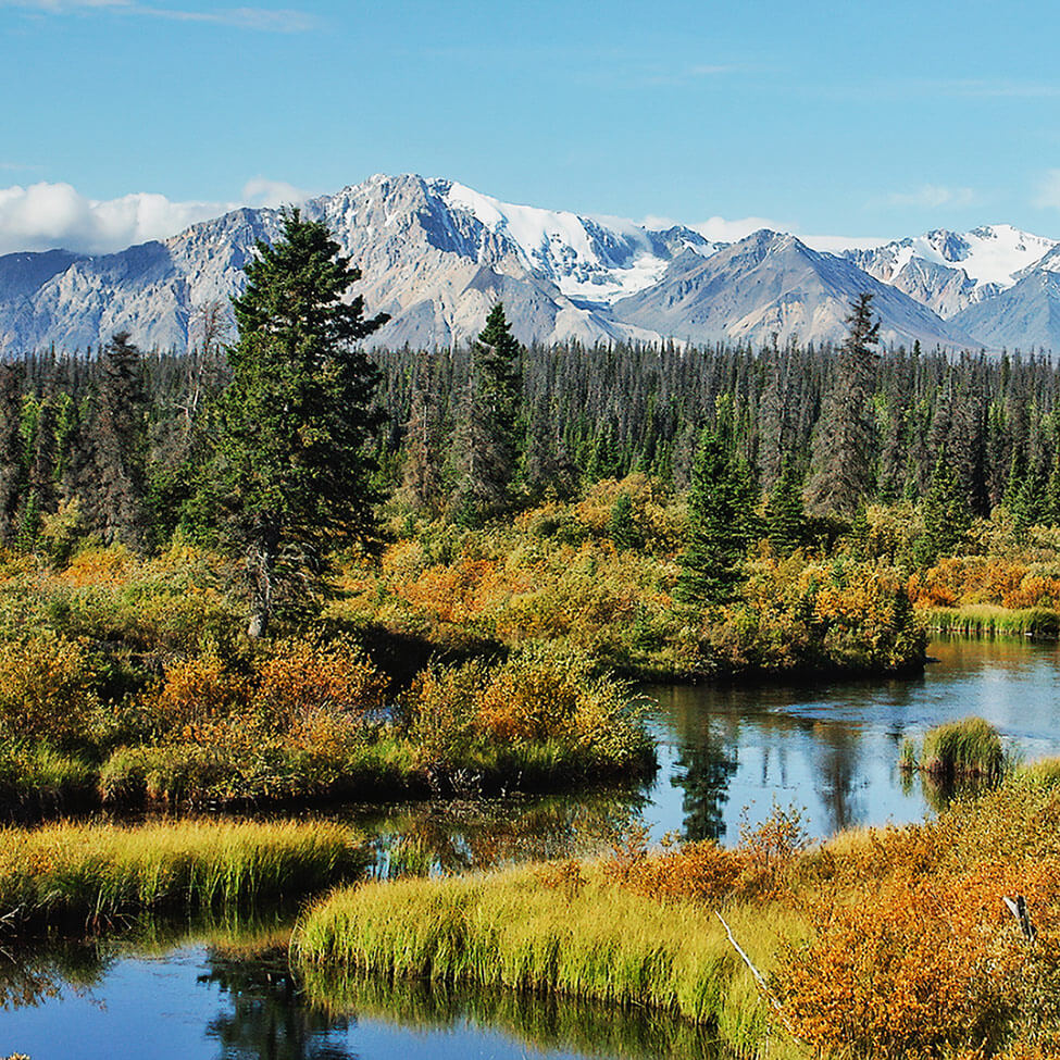 Complex eco-system with mountain range