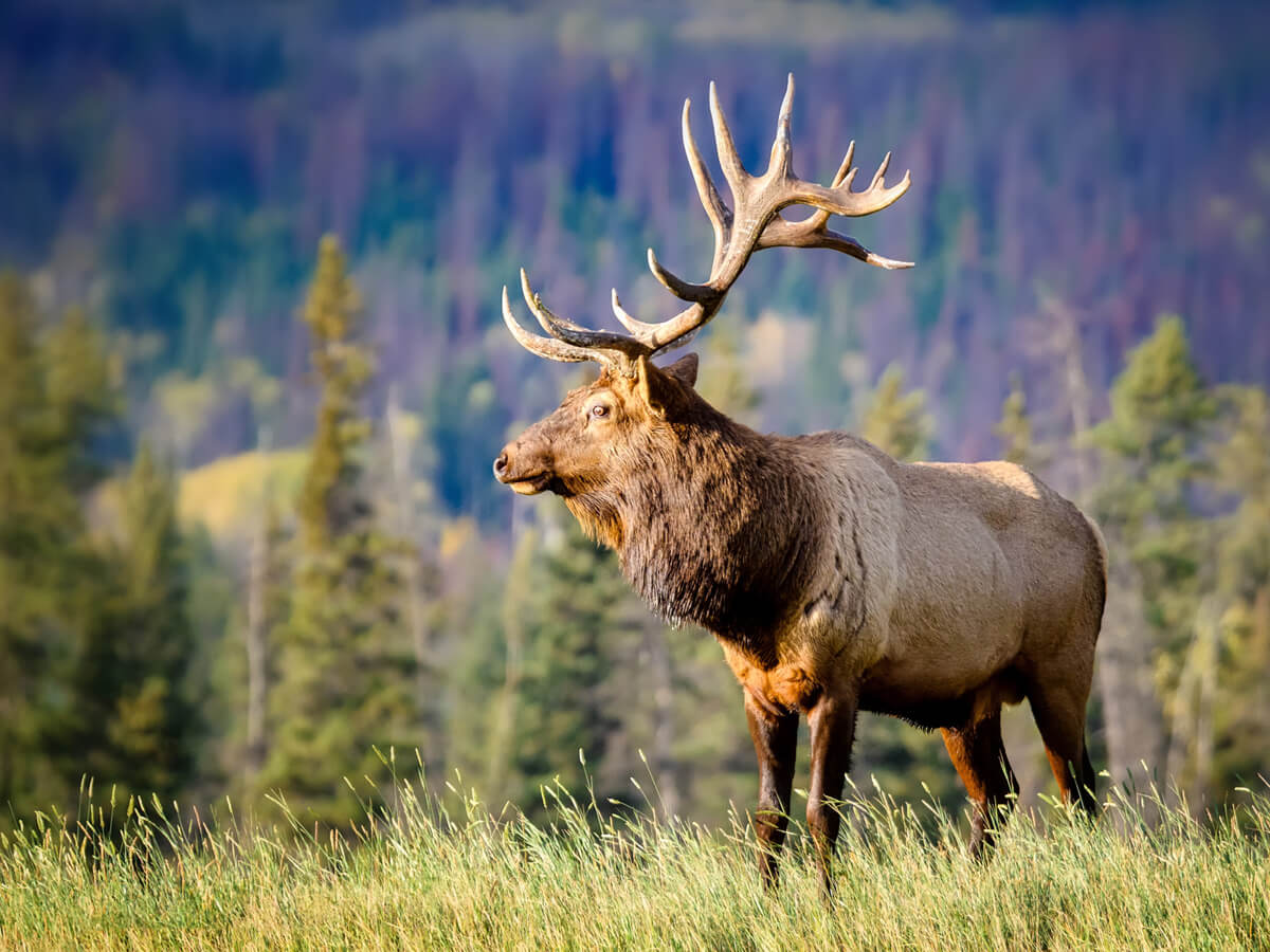Elk in a field