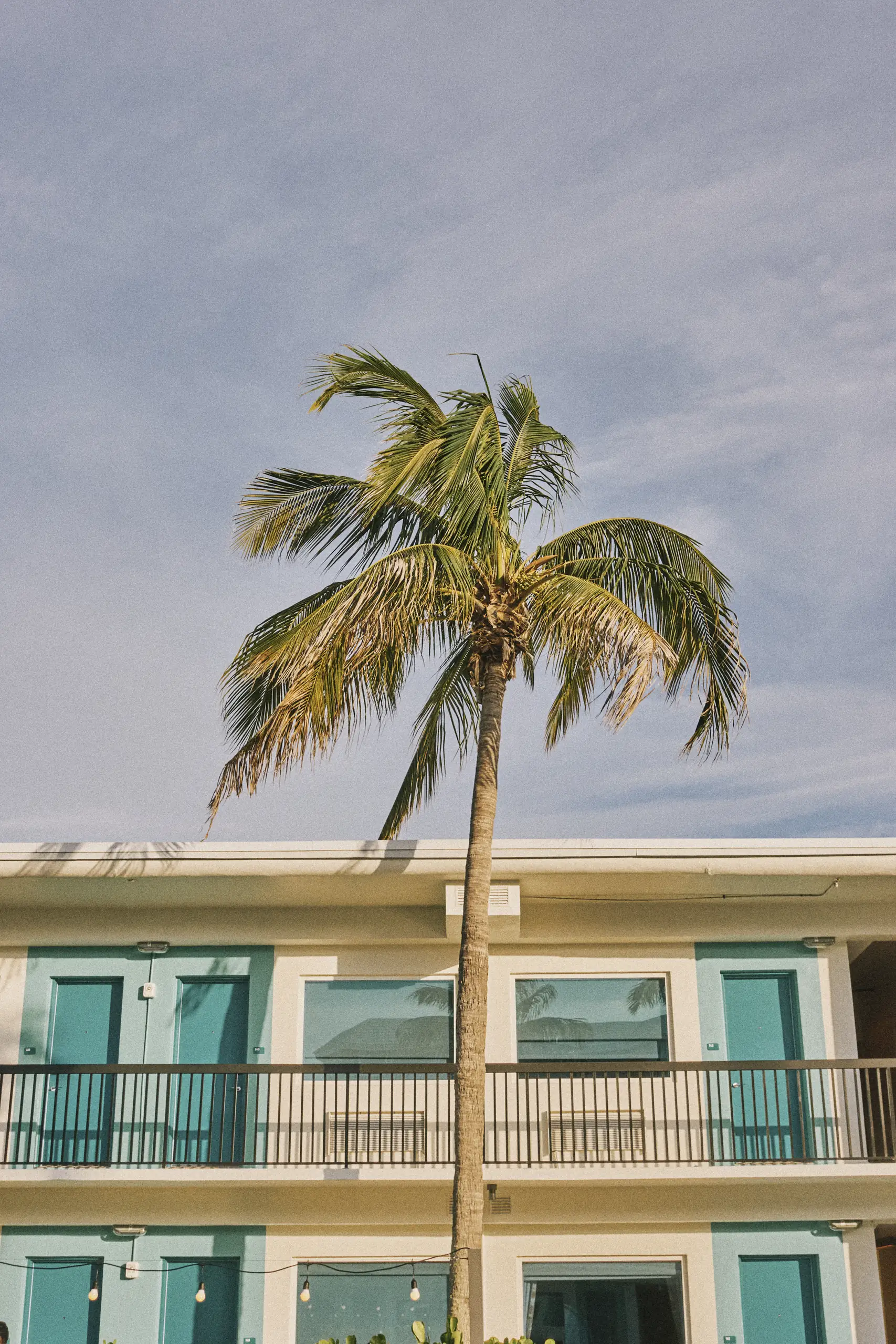 Tall palm tree in front of a two-story building with teal doors and windows under clear sky.