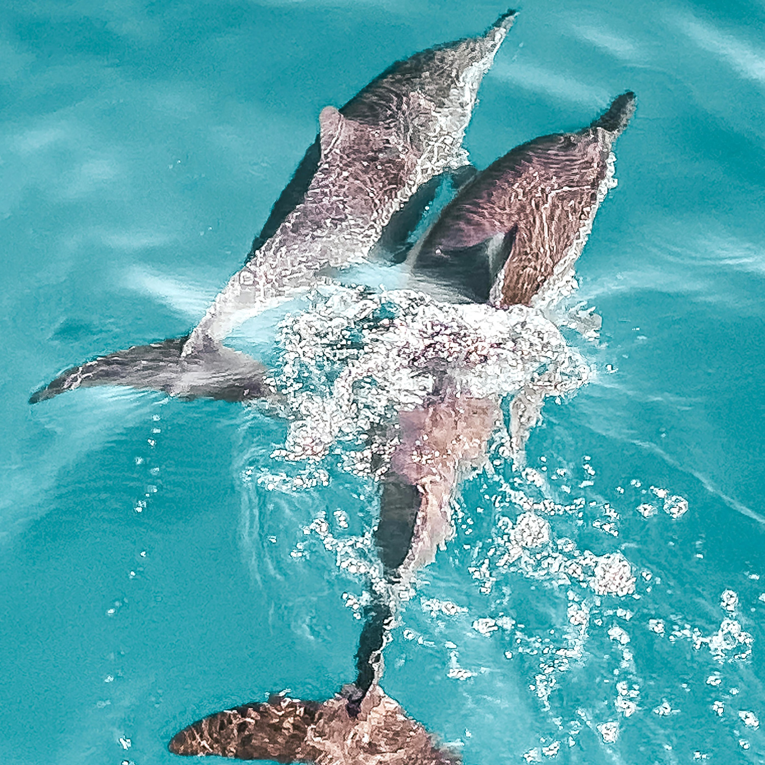 Dolphin at Clearwater Marine Aquarium, a nearby attraction to The Luce Hotel