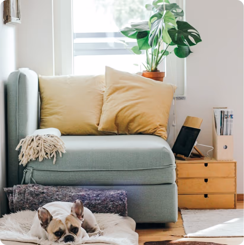 French bulldog lying on a fluffy rug in front of a light green sofa with beige pillows and a potted plant by a window.