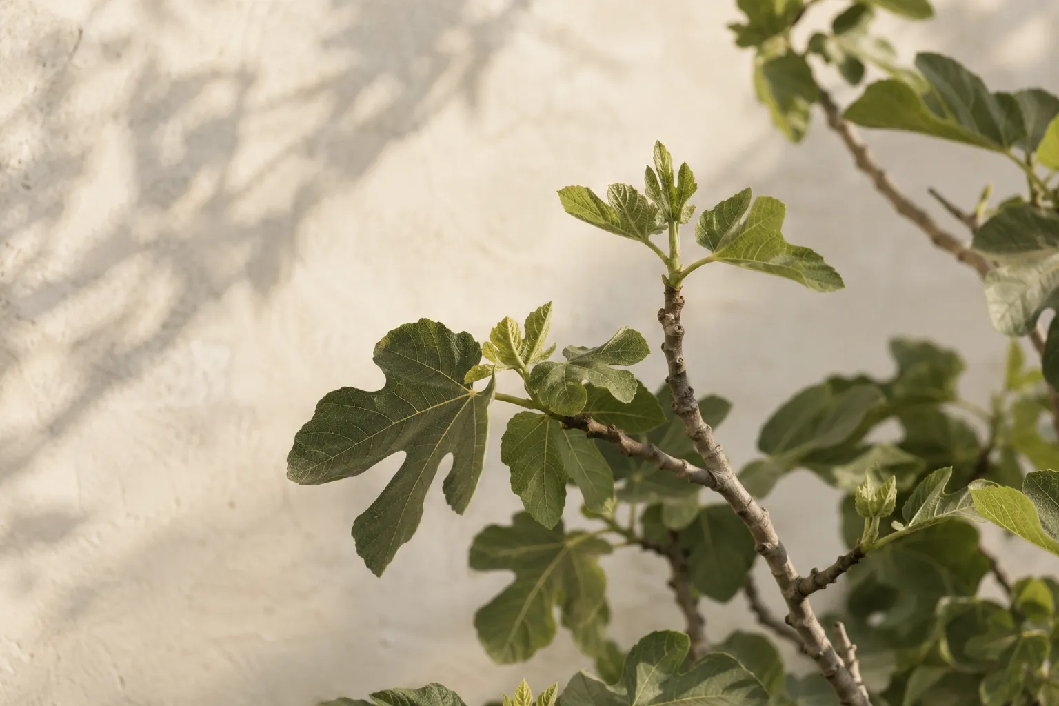 Sunlit fig leaves against a warm cream wall.