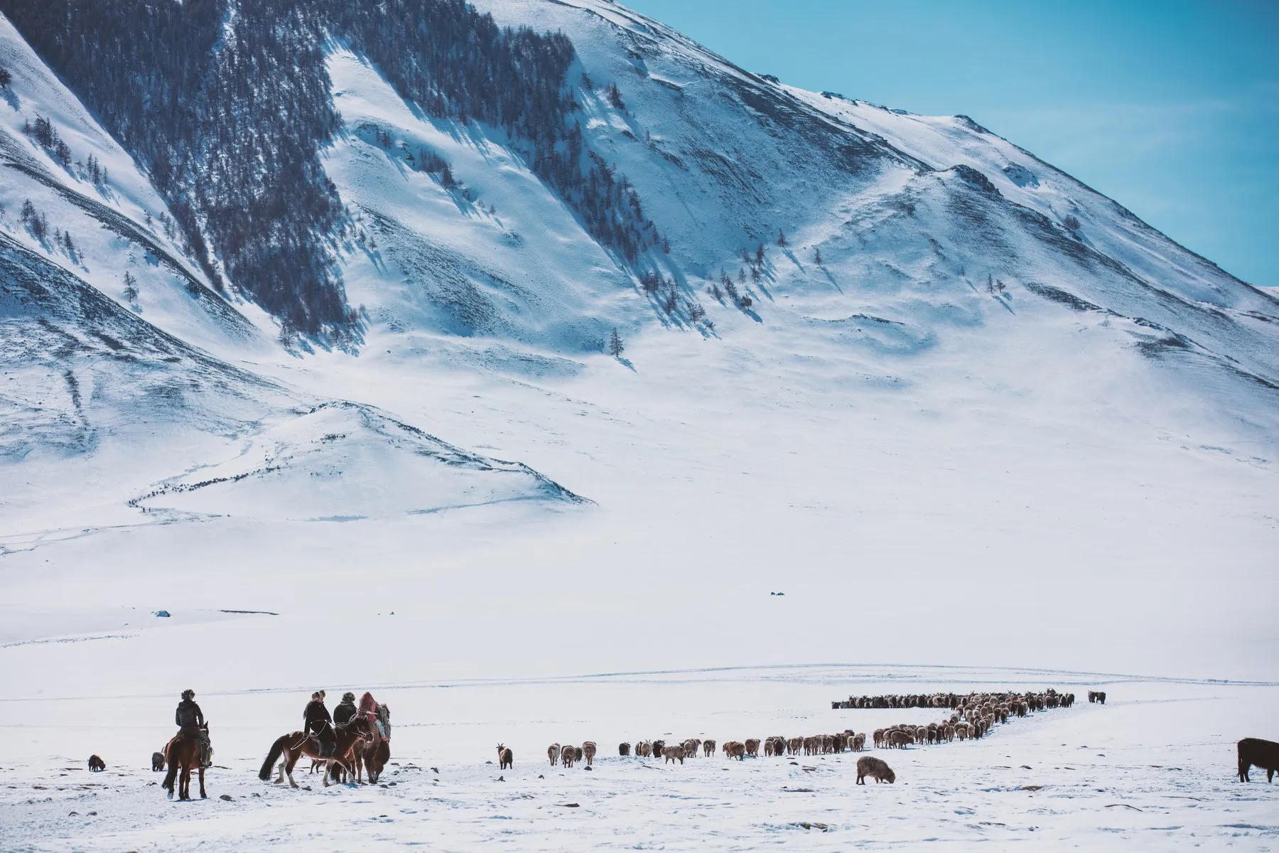 The herd reaches the spring pastures after the winter migration. In 2017, the snow was much deeper than usual, and the migration was arduous.