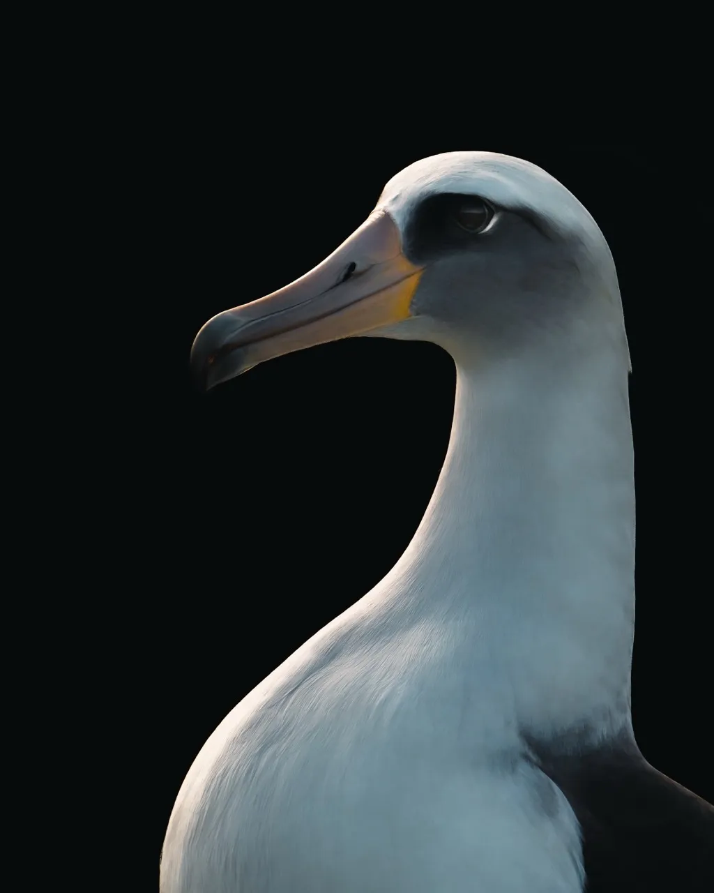 Laysan Albatross profile in Hawaii