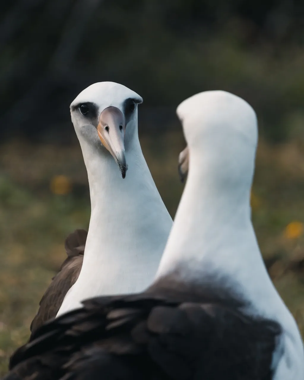 A pair of Laysan Albatross looking at each other during courtship dance