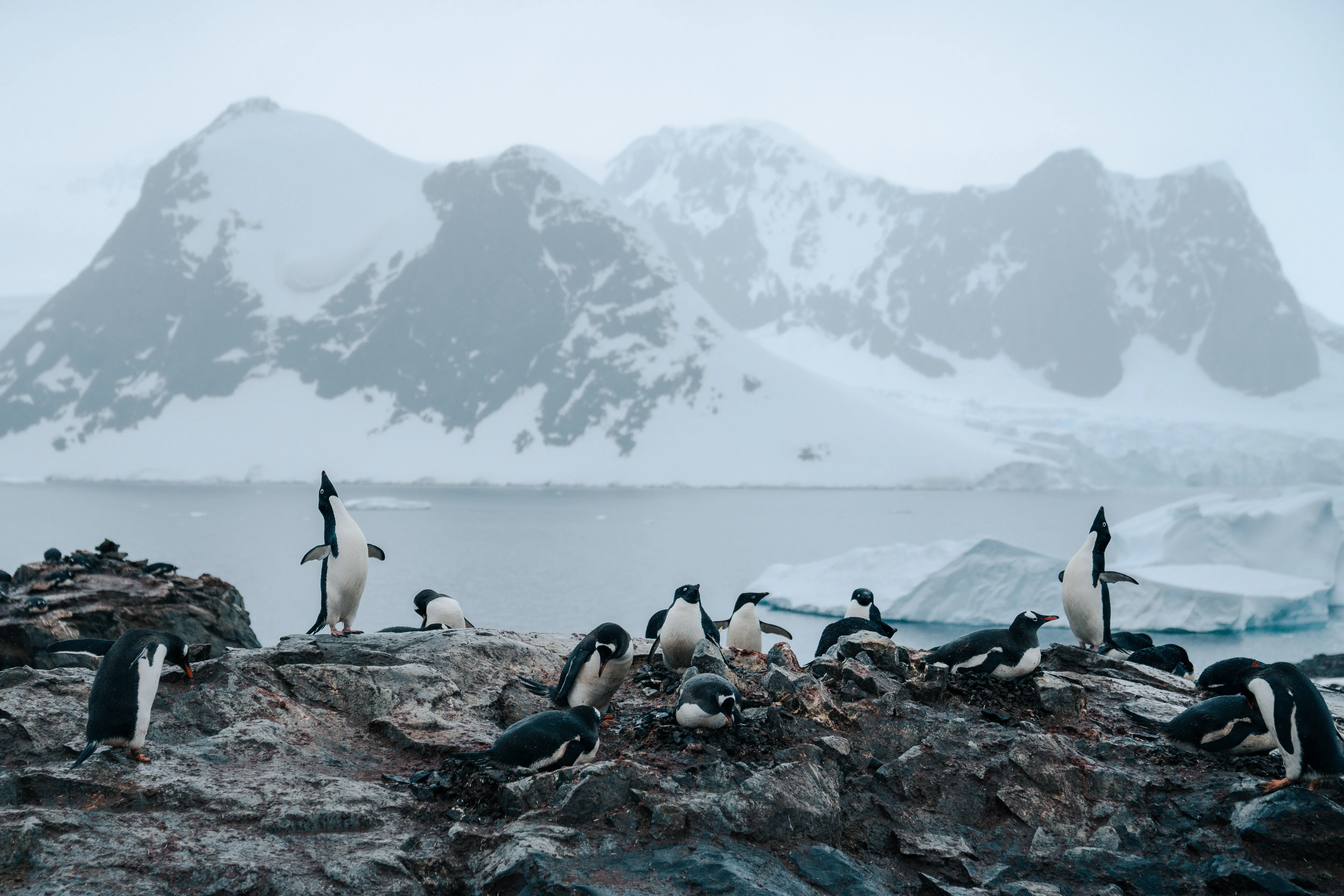 Antarctica Gentoo Penguin colony