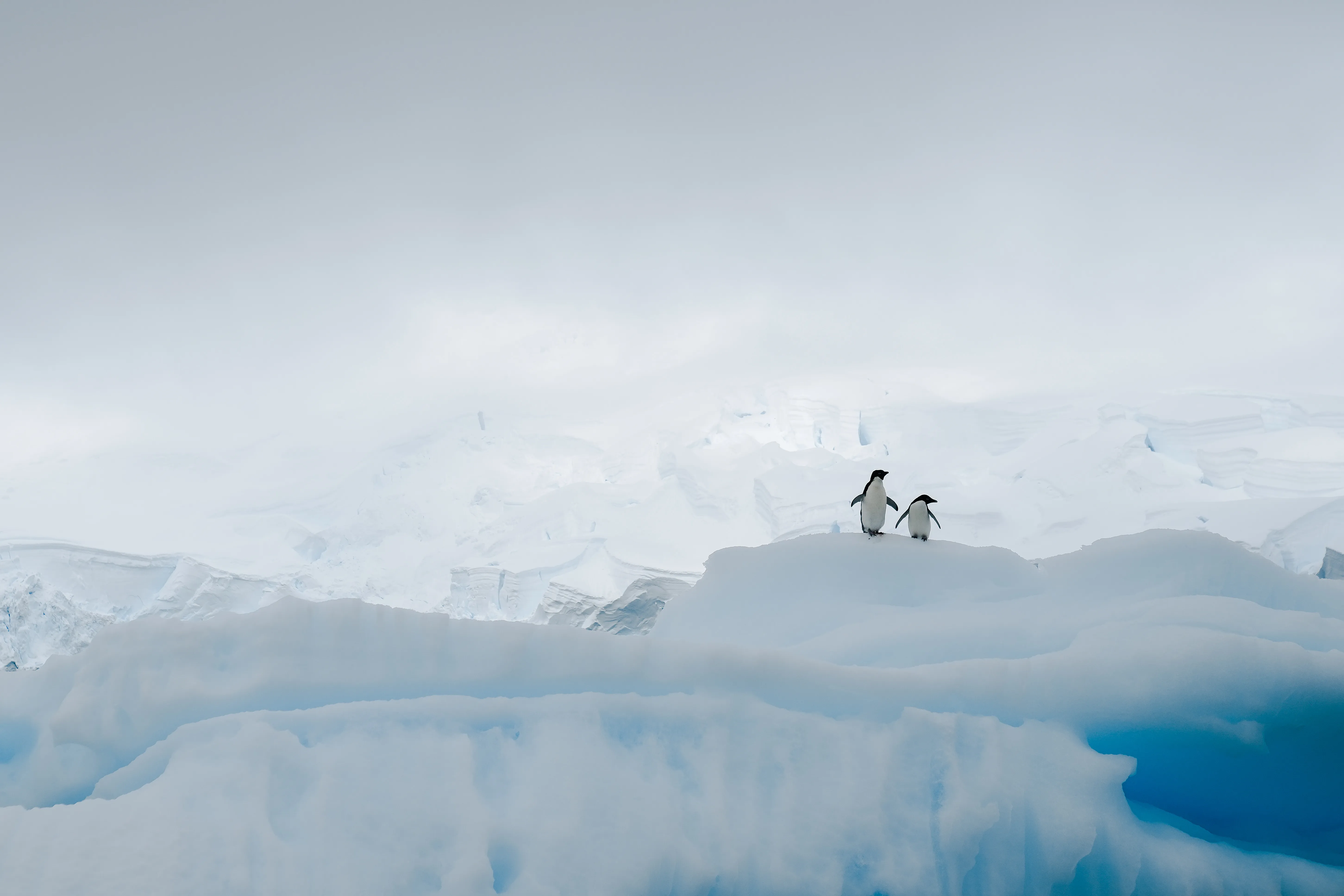 Penguin pair on ice flow in Antarctica