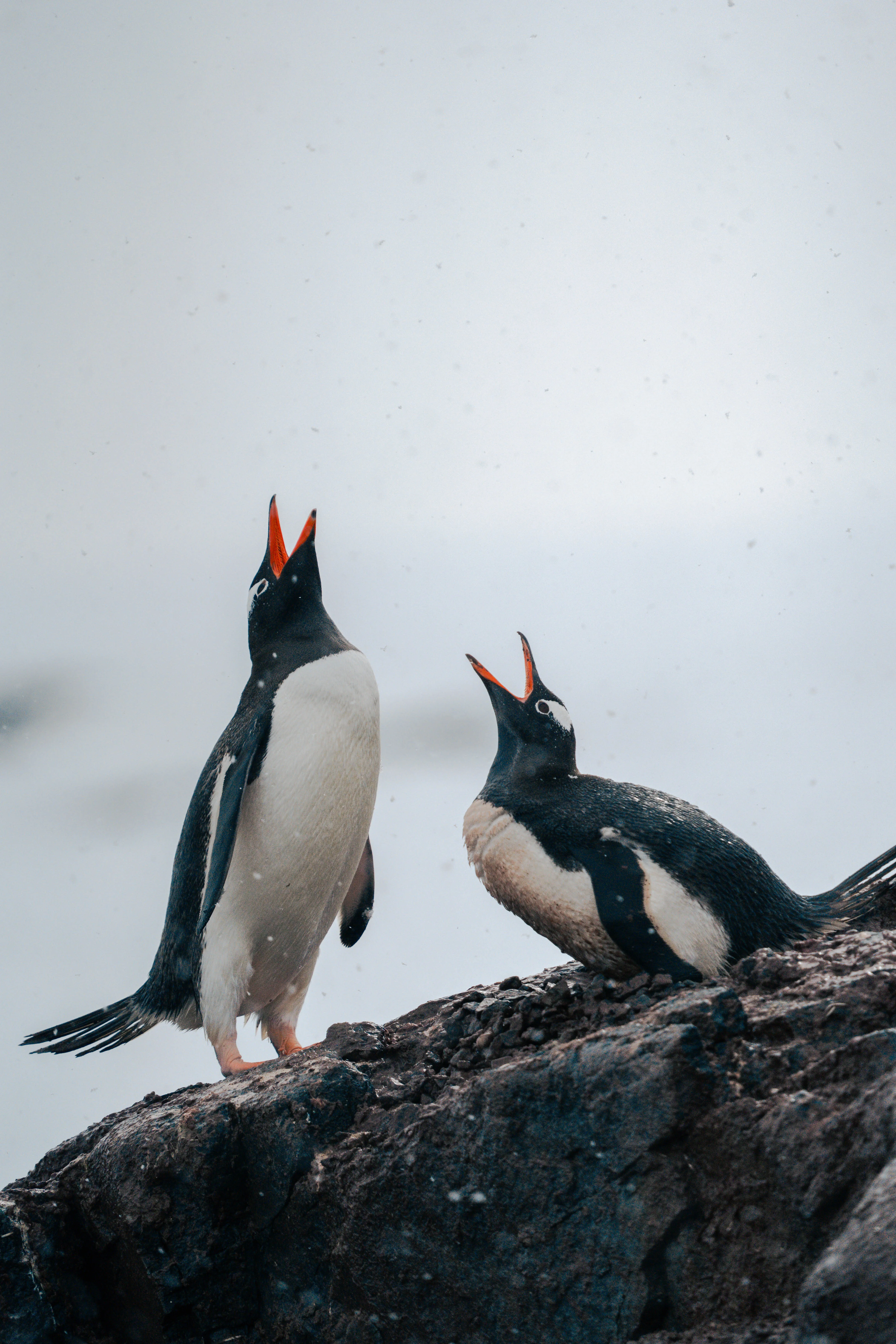 Antarctica Gentoo Penguin pair