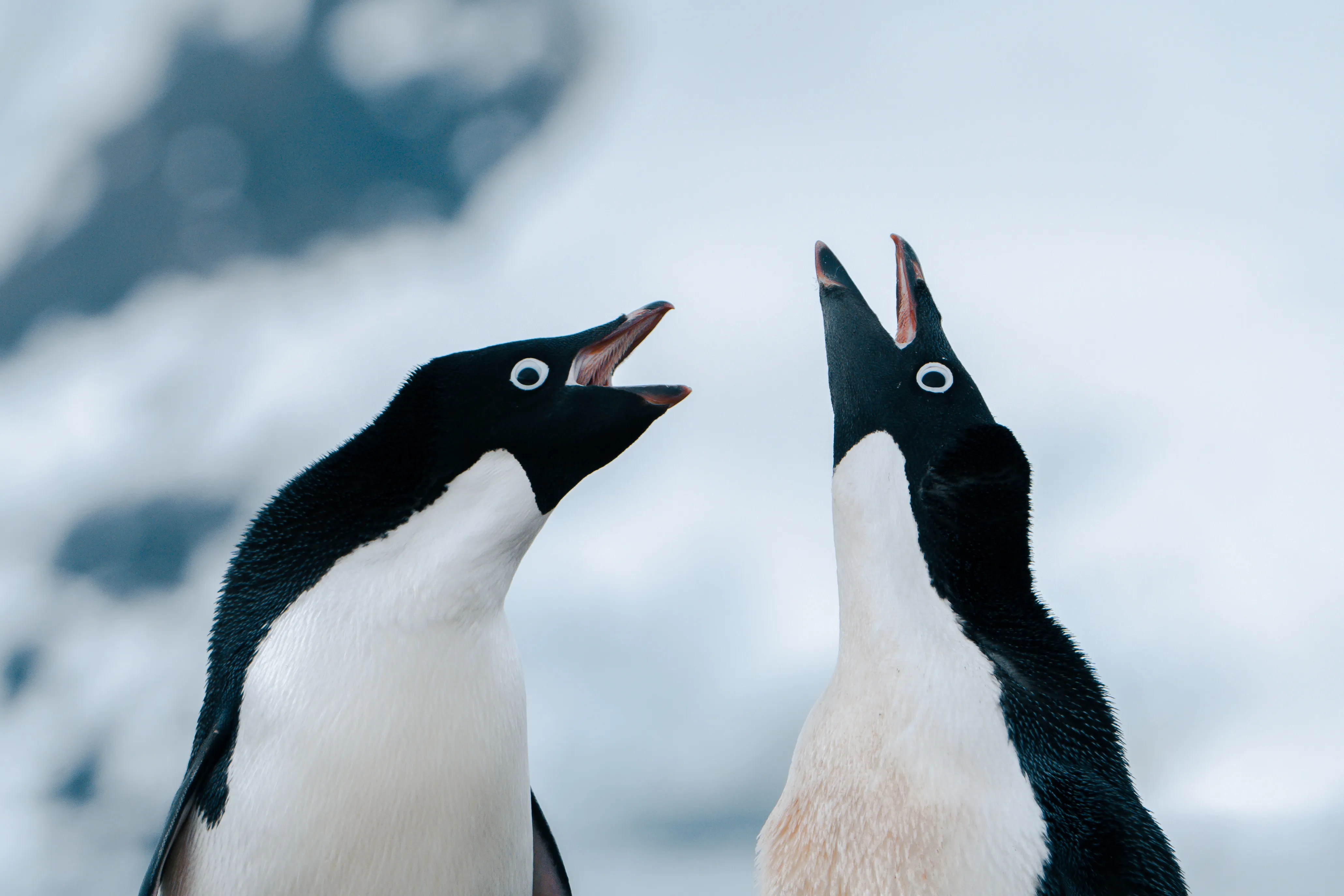 Close up of Adellie Penguin pair in Antarctica