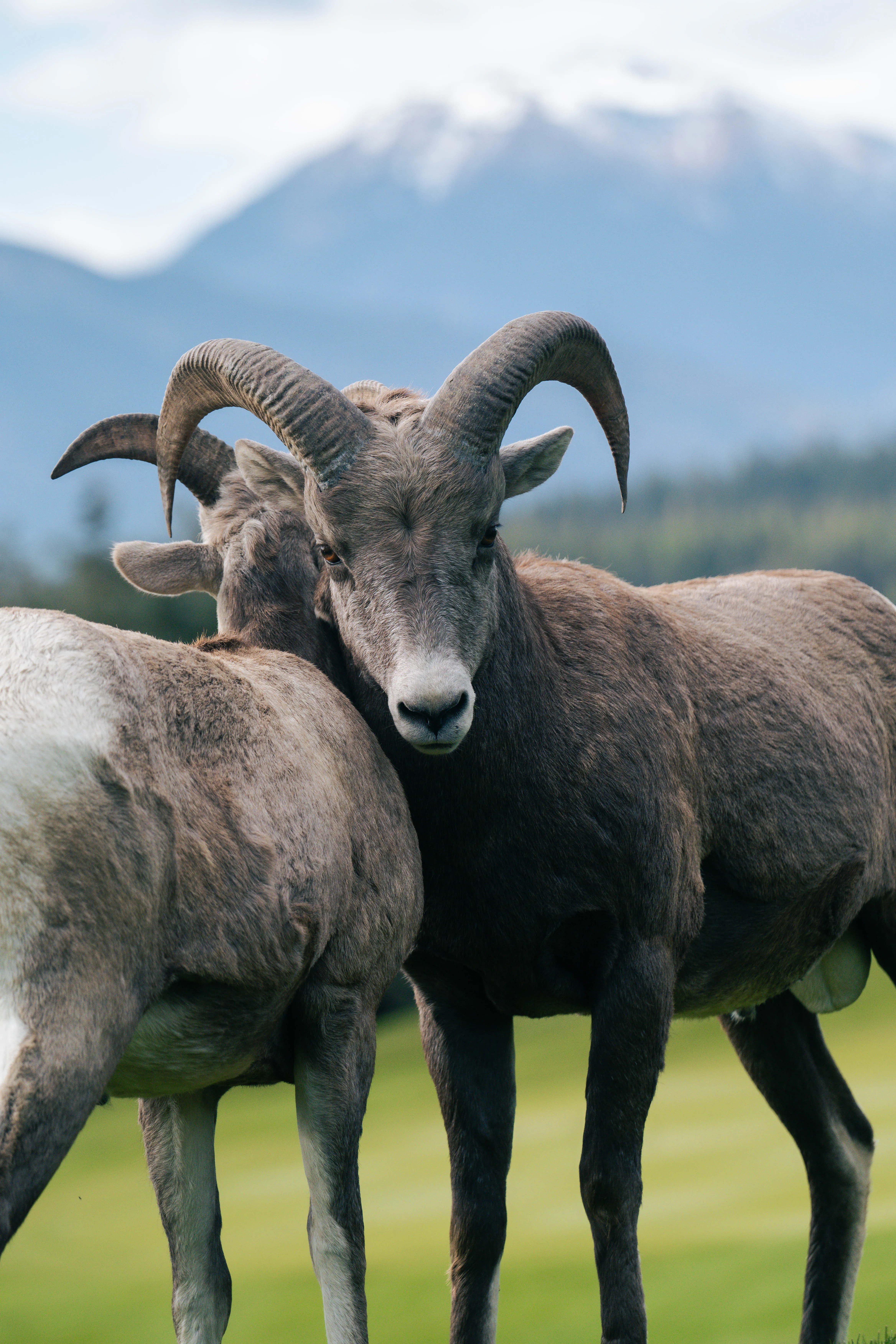 Pair of young male bighorn sheep in Radium, BC