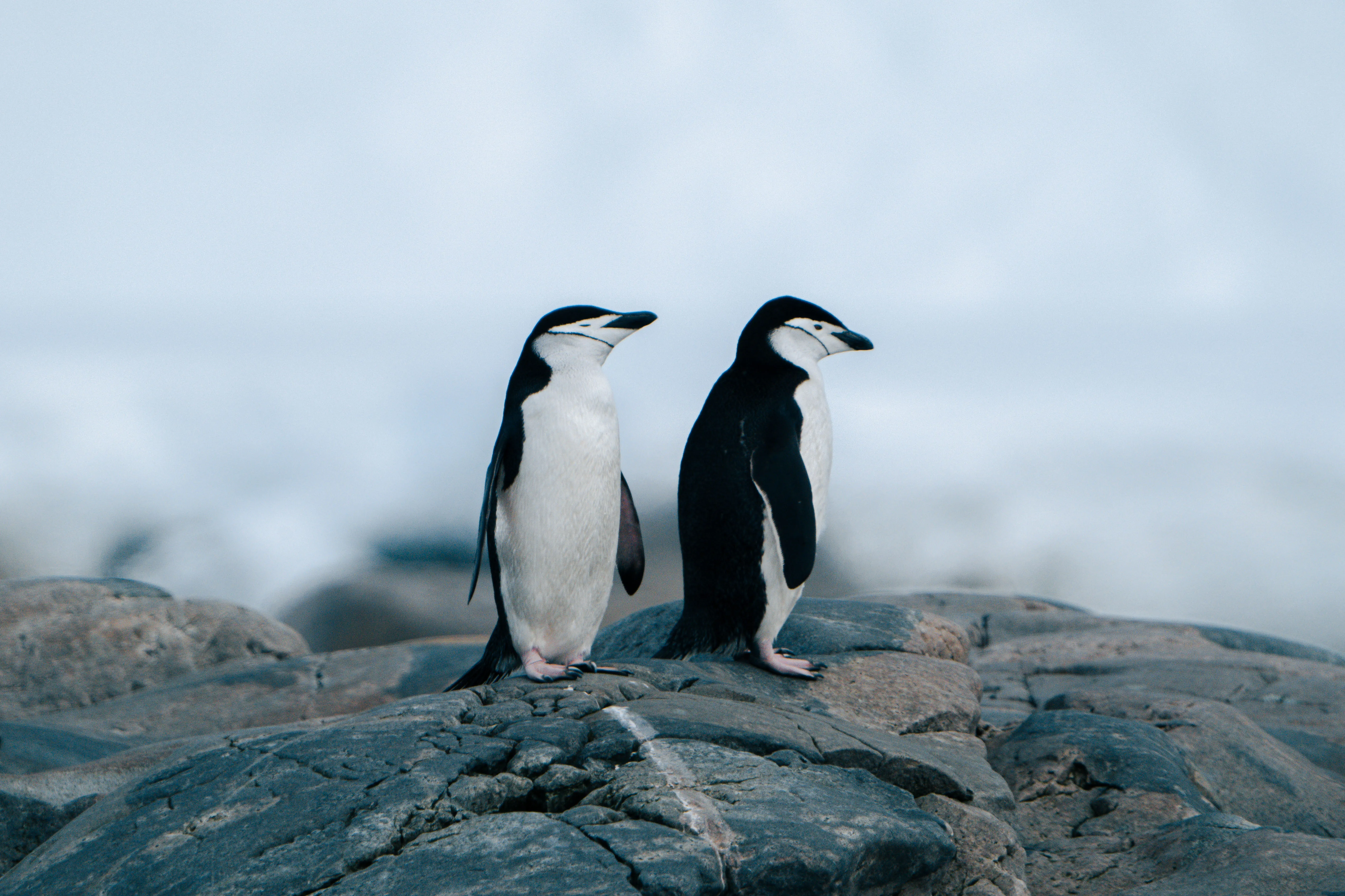 Close up of Chinstrap Penguin pair in Antarctica