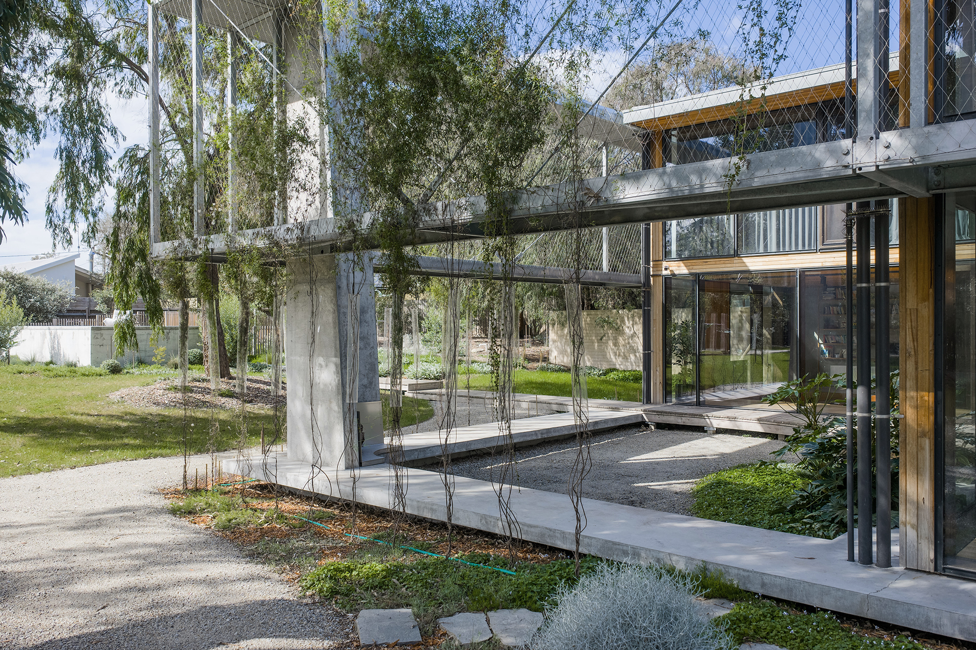 creeper plants growing up metal screen