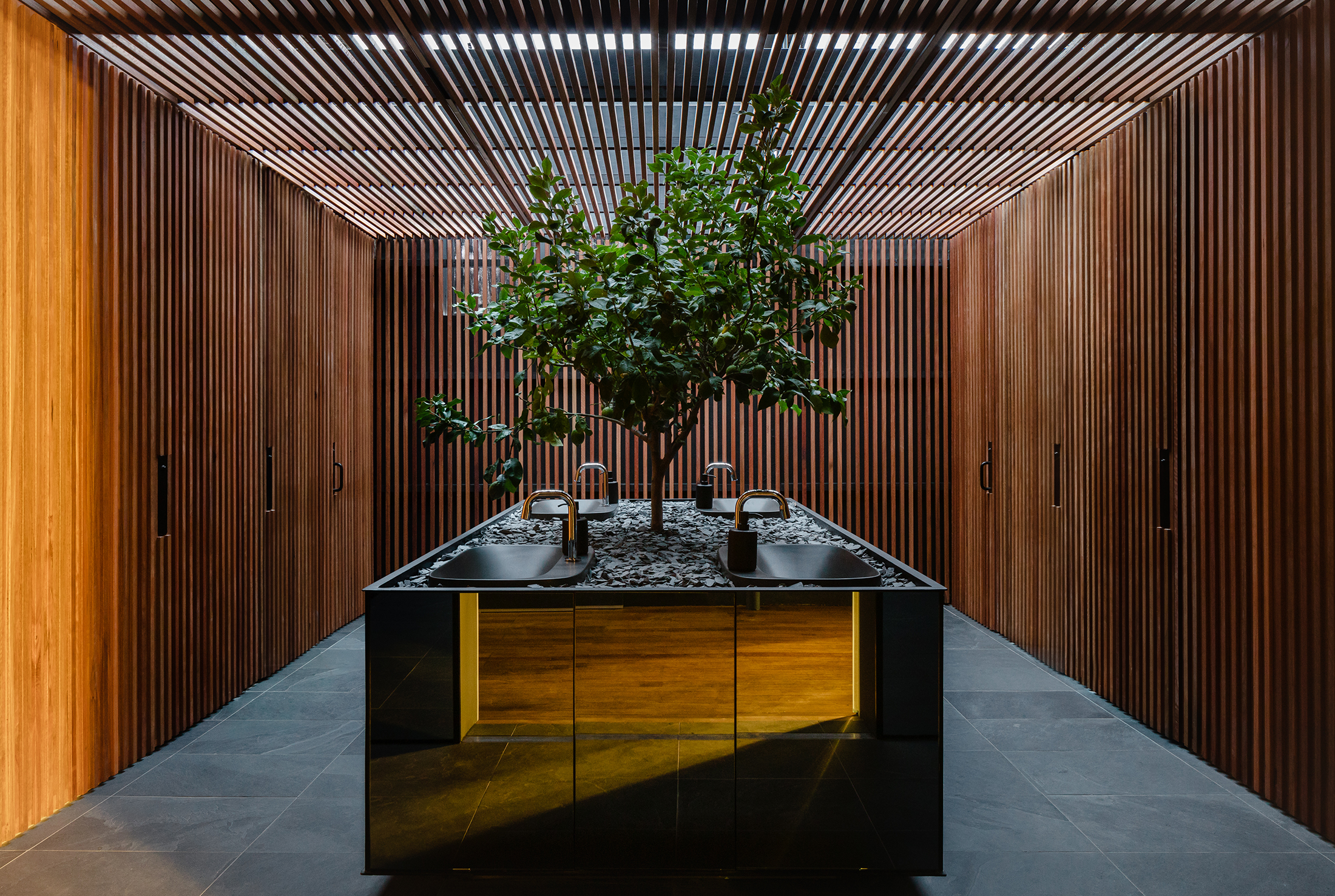 indoor tree growing in bench in commercial Sydney showroom